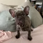 A Kalite Irk Garantili French Bulldog Yavrum
