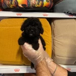 Gercek Tea Cup Siyah Toy Poodle Bebeklerimiz