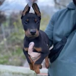 King Doberman Yavrularım