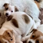 Jack Russel Bebeklerimiz