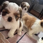 Cicek Gibi Sitsu Kucuk Malefizler