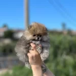 Orjinal Irk Garantili Pomerian Boo Bebekler