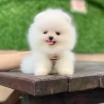 Orjinal Pomeranian Boo