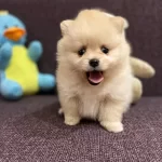 Muazzam Irk Garantili Boo Yavrular