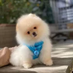 Pofuduk Pomeranian Bebekler