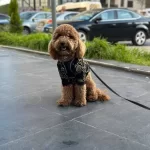 Tooy Poodle Red Kıpkırmızı Yavrular