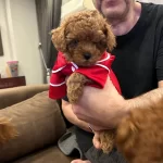 Toypoodle Redbrown Darkred Teacup