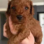 Red Braun Yavrularımız