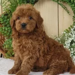 Tooy Poodle Cinsi Yavrular