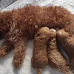 Toy Poodle Kızıl Red Yavrular