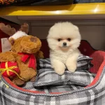 Bear Face Gerçek Pomeranian Boo Bebeklerimiz