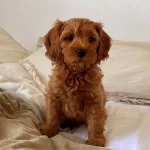 Tooy Poodle Yavrumuz