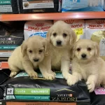 Bu Yavruları Gormeden Karar Vermeyin