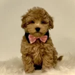 Toy Poodle Evcil Bebekler