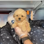 Gerçek Tea Cup Sirin Ve Ozel Maltipoo Bebeklerimiz