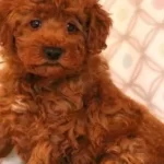 Tooy Poodle Red Braw Yavrular