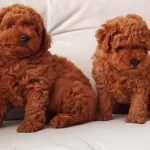Tooy Poodle Red Yavrular