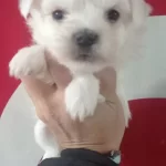 Minik Maltese Yavrularımız