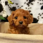 Tooy Poodle Red Brown