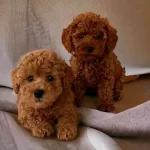 Tooy Poodle Red Brown Kıpkırmızı Yavrumuz