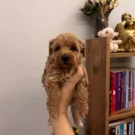 Buyumeyen Minik Maltipoo Bebekler