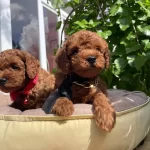 Orjinal Kore Poodle Bebekler Ped Egitimli