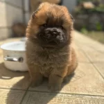 Chow Chow Yavrularımız