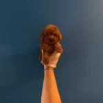 Red Browne Toy Poodle Bebeklerimiz