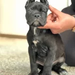 Safkan Cane Corso Yavrular