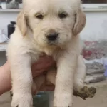 Bebek Suratlı Golden Yavrularım