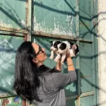 Border Colie Yavrularım Saglık Ve Irk Garantilidir