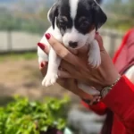 Maskeli Enerji Kupu Orjinal Jack Russell Yavrusu