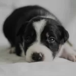 Sirinmi Sirin Border Collie Yavrularım