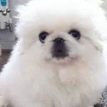 Kut Burun Sevimli Tuylu Pekinez Cinsleri