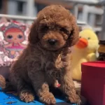 Orjinal Toy Poodle Yavrular