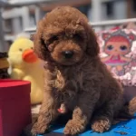 Sevimli Toy Poodle Yavrular