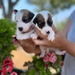 Karakteri Guclu Mikrocipli Ve Maskeli Jack Russell