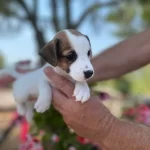 En Sosyal Maskeli Jack Russell Yavruları
