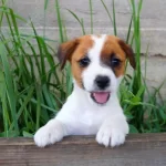 Kısa Bacak Av Kopegi Jack Russel Yavrularım