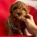 Safkan Poodle Yavrular