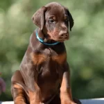 Kızıl Ve Siyah Doberman Yavrular