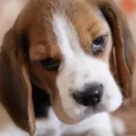 Harika Beagle Yavrularımız
