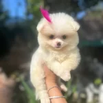 Tilki Surat Ve Ayı Surat Pomeranian Boo Yavrularım