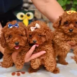 Toy Poodle Safkan Yavrularımız
