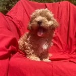 Sevimli Maltipo Yavrular