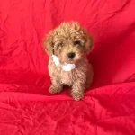 Orjinal Toy Poodle Yavrular