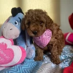 Orjinal Toy Poodle Yavrumuz