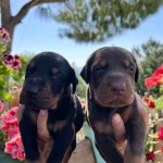 Doberman Yavrularımız