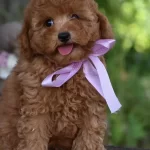 Toy Poodle Efsane Guzellikte Yavrularımız