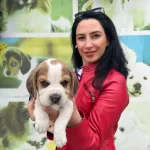 Beagle Yavrularım Sağlık Ve Irk Garantilidir